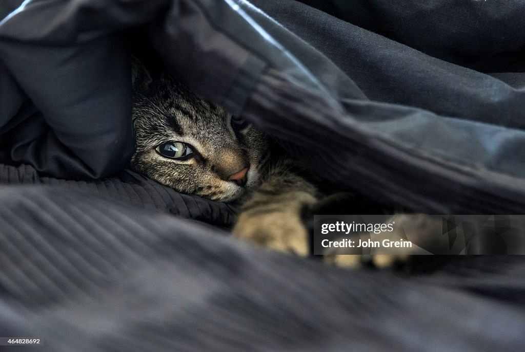 Cozy cat in bed under black quilt...