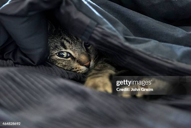 Cozy cat in bed under black quilt.