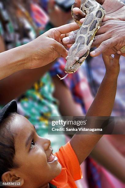 Python Sri Lanka 37 National Zoological Gardens Of Sri Lanka Stock Photos, High-Res ...