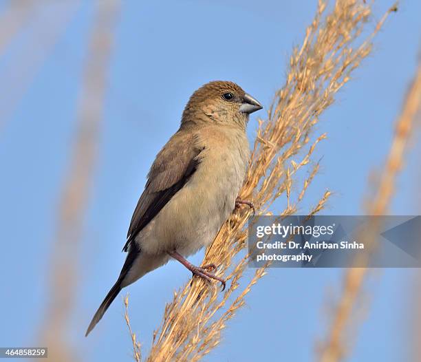 indian silverbill munia (lonchura malabarica) - malabarica stock pictures, royalty-free photos & images