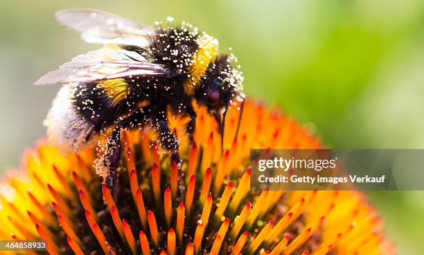 bee on echinacea flower - rankweil stock pictures, royalty-free photos & images