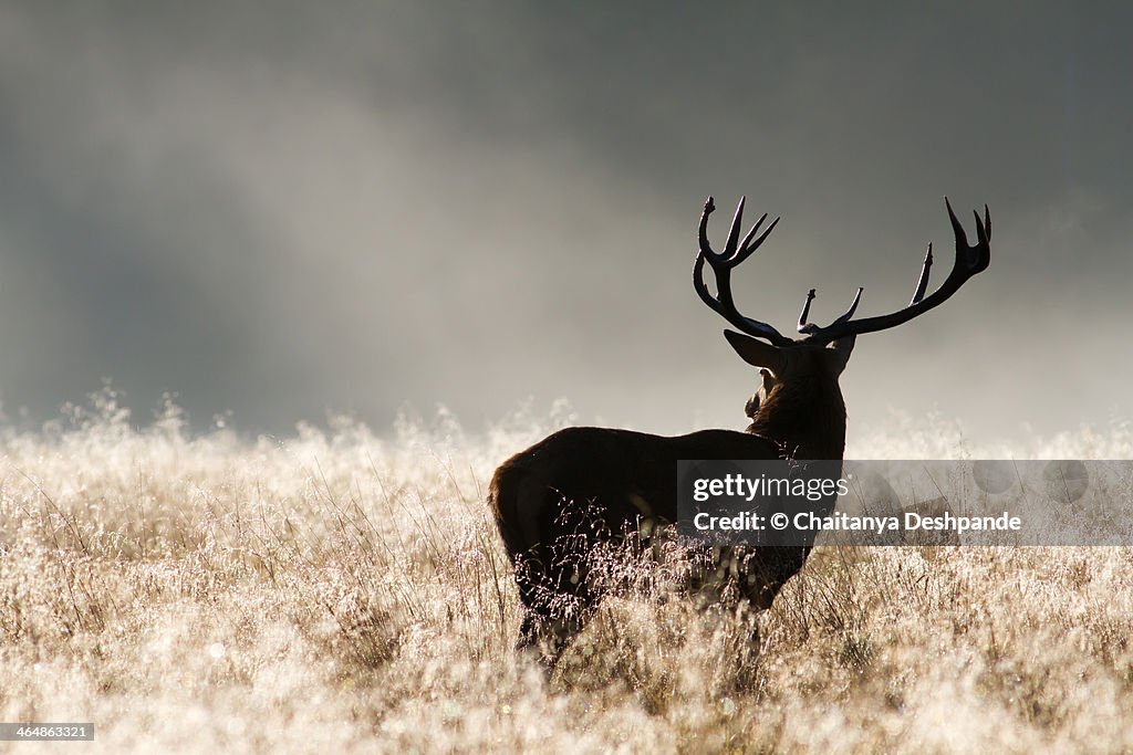 Stag at Richmond Park