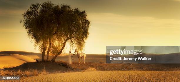 arabian desert - arabische volbloed stockfoto's en -beelden