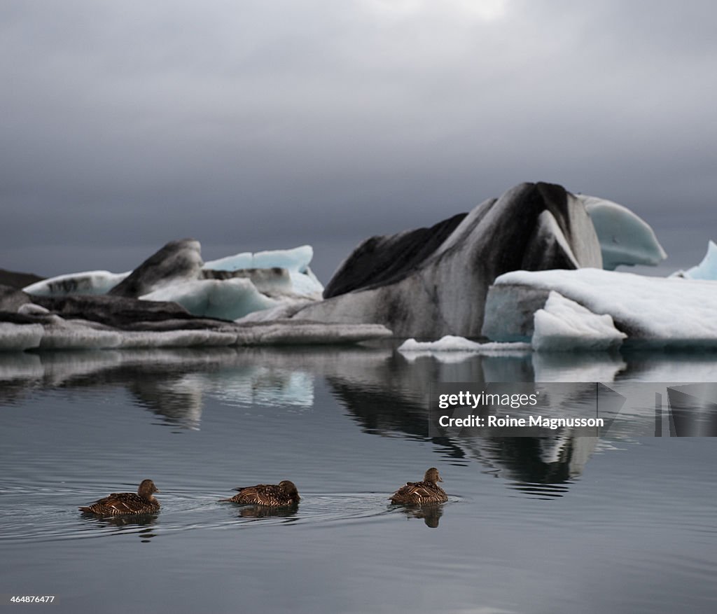 Common Eider, Iceberg in fjord