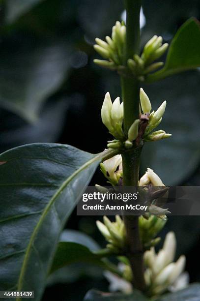 coffee flowers - coffee plant stock pictures, royalty-free photos & images