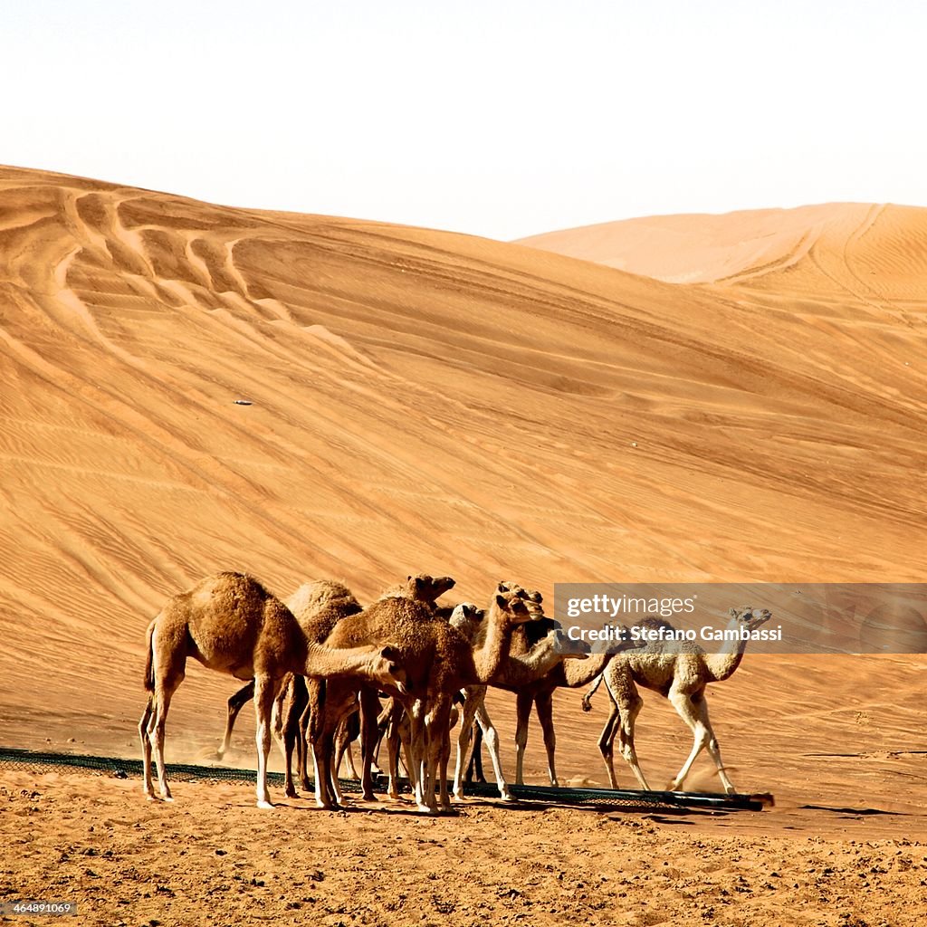 Camel meeting in desert