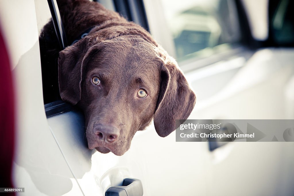 Dog looking out of vehicle