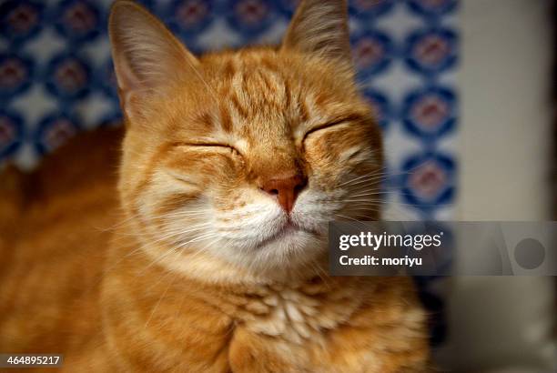 Napping High-Res Stock Photo