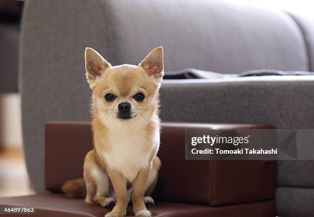the new stairs - chihuahua dog stock pictures, royalty-free photos & images
