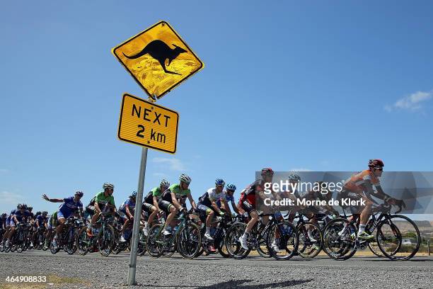 The peleton rides lead by Cadel Evans of the BMC Racing team during Stage Five of the Tour Down Under on January 25, 2014 in Adelaide, Australia.