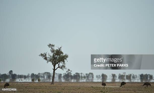 Australia-weather-drought-farming,FEATURE by Glenda KWEK In this photo taken on February 12 emus, an Australian flightless bird, look for food in the...