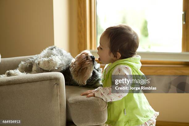 toddler trying to lick a dog - savage dog fotografías e imágenes de stock