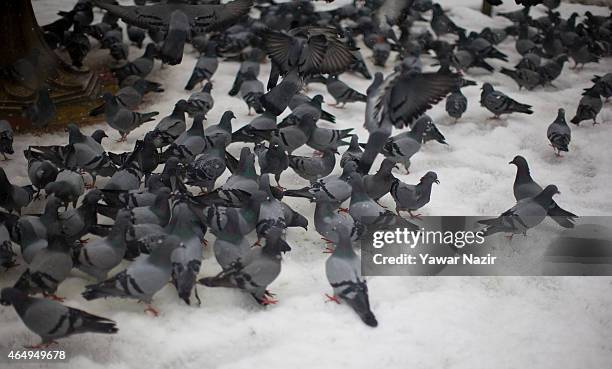 Pigeons search food in snow covered road amid a fresh snowfall on March 2, 2015 in Srinagar, Indian Administered Kashmir, India. Several parts of the...