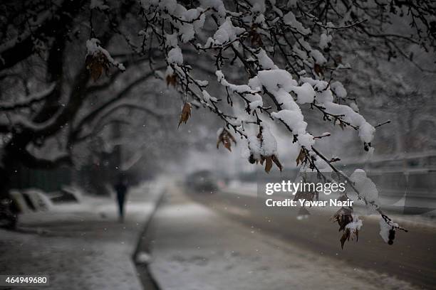 Man walks past a tree covered with snow during a fresh snowfall on March 2, 2015 in Srinagar, Indian Administered Kashmir, India. Several parts of...