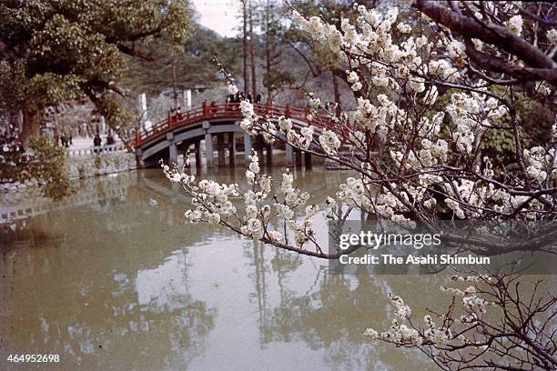 People enjoy fully bloomed plums at Dazaifu Tenmangu Shrine on March 3, 1955 in Dazaifu, Fukuoka, Japan.