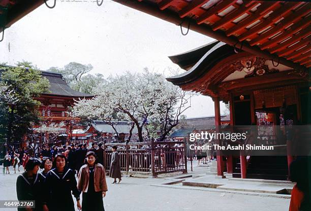 People enjoy fully bloomed plums at Dazaifu Tenmangu Shrine on March 7, 1973 in Dazaifu, Fukuoka, Japan.