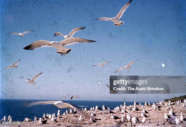 Black-tailed gulls are seen at Fumishima Island, on May 27, 1958 in Taisha, Shimane, Japan. There used to be a Honomisaki Jinja Shrine building and...