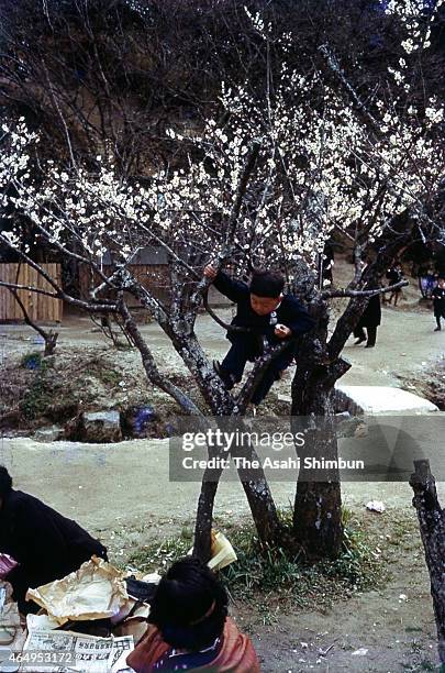 Climbs a plum tree at Dazaifu Tenmangu Shrine on March 3, 1955 in Dazaifu, Fukuoka, Japan.