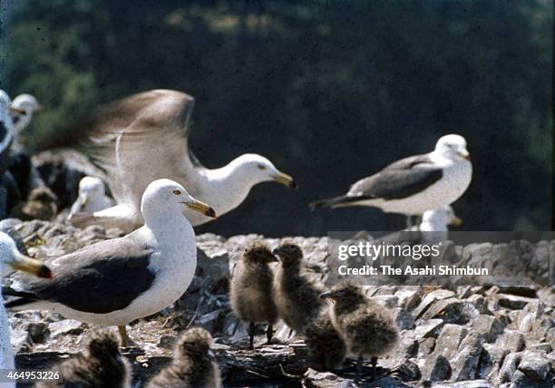 Black-tailed gulls are seen at Fumishima Island, on May 27, 1958 in Taisha, Shimane, Japan. There used to be a Honomisaki Jinja Shrine building and...
