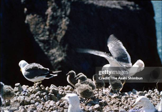 Black-tailed gulls are seen at Fumishima Island, on May 27, 1958 in Taisha, Shimane, Japan. There used to be a Honomisaki Jinja Shrine building and...