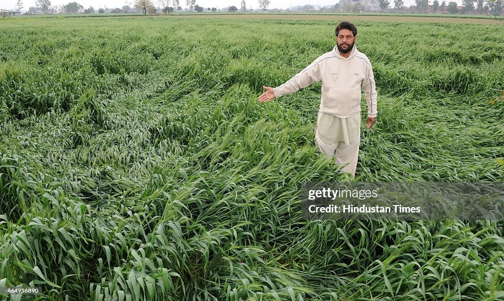 Crops Damaged Due To Heavy Rains In Punjab