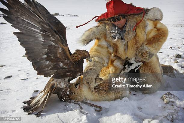 kazakh golden eagle hunter kills fox - golden eagle stock-fotos und bilder