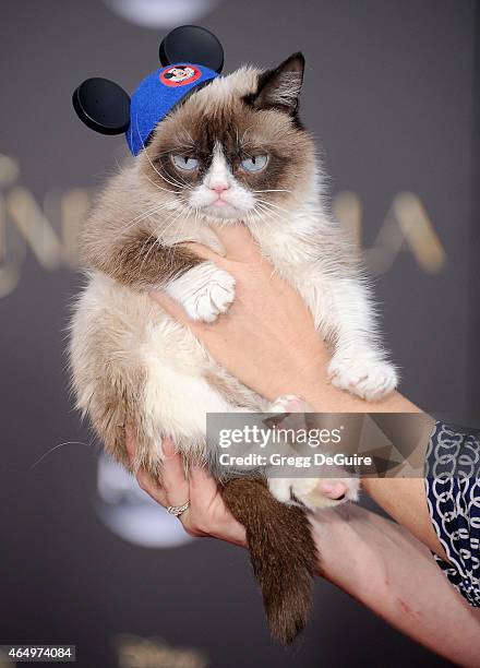 Grumpy Cat High Grumpy Cat Portrait Photos and Premium High Res Pictures - Getty Images