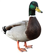 Mallard duck on white background
