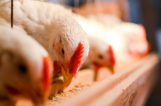 Empregos na Produção de Frango: Uma Oportunidade em um Setor em Crescimento