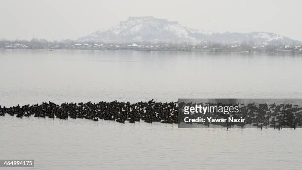 Flock of coots float on the waters of Dal Lake on January 25, 2014 in Srinagar, Indian Administered Kashmir, India. As winter sets in, hundreds of...