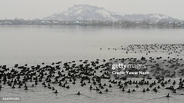 Flock of coots float on the waters of Dal Lake on January 25, 2014 in Srinagar, Indian Administered Kashmir, India. As winter sets in, hundreds of...