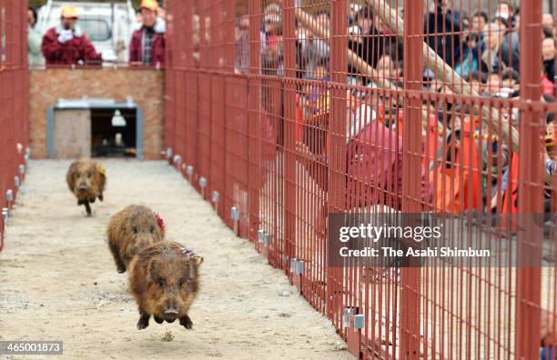 Boar Rodeo Boar Race Festival Photos and Premium High Res Pictures - Getty Images