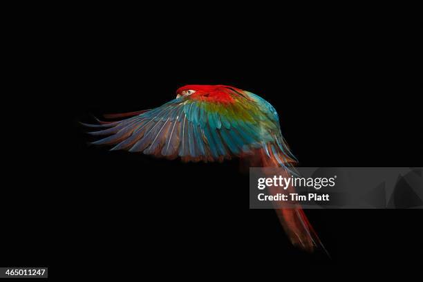 a green winged macaw in mid flight. - oiseau tropical photos et images de collection