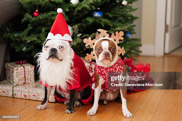 boston terrier christmas - animals in clothes stock-fotos und bilder