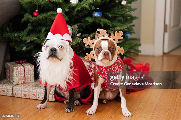 boston terrier christmas - christmas dog fotografías e imágenes de stock