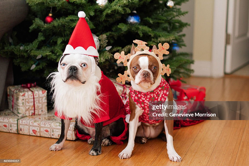 Boston terrier Christmas