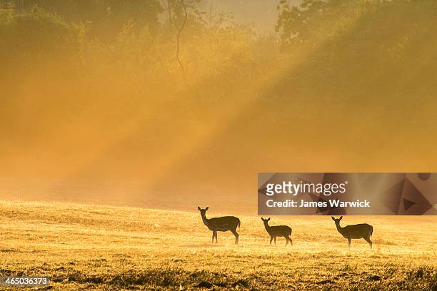 fallow deer in dawn mist - sussex stock pictures, royalty-free photos & images