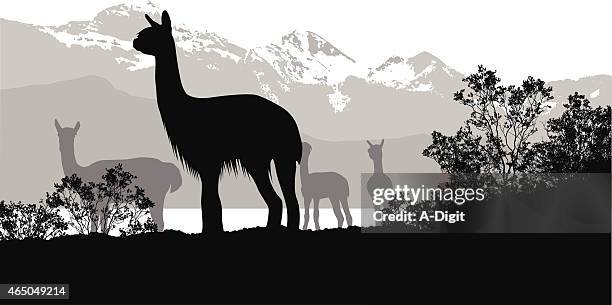 llamashabitat - llama stock illustrations