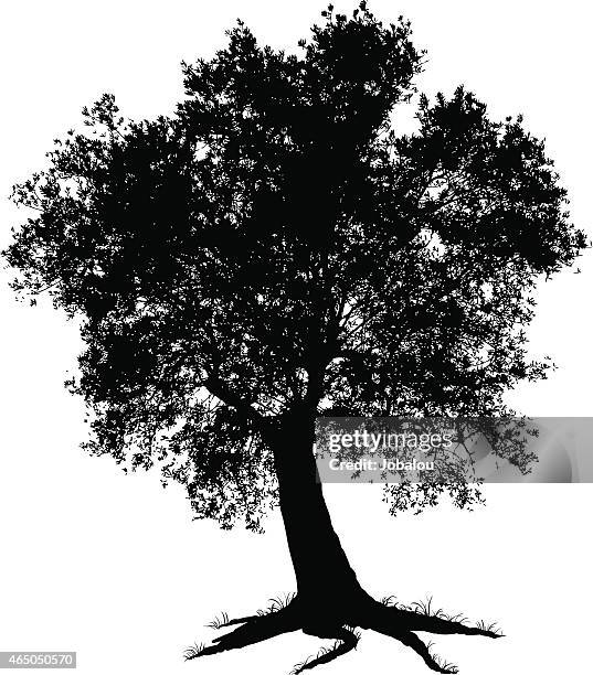 olivenbaum vektor - - olive tree stock-grafiken, -clipart, -cartoons und -symbole