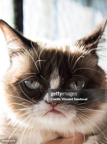 Grumpy Cat High 1,484 Grumpy Cat Photos & High Res Pictures - Getty Images