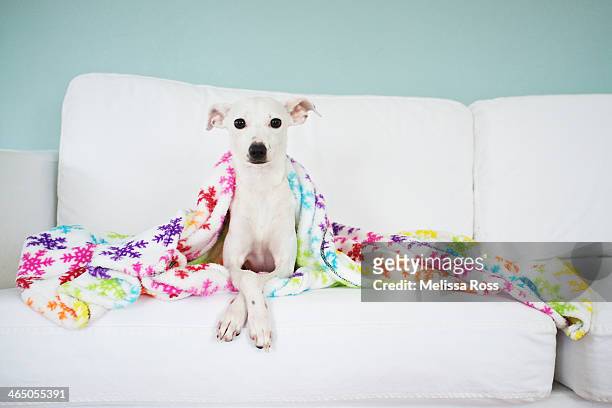 Dog or puppy posed under a blanket on a couch