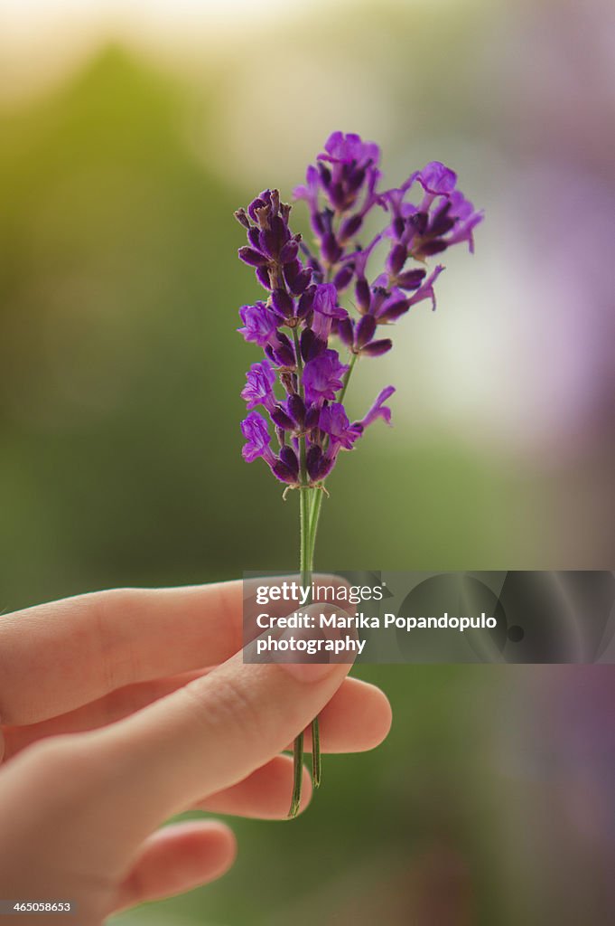 Lavender flowers