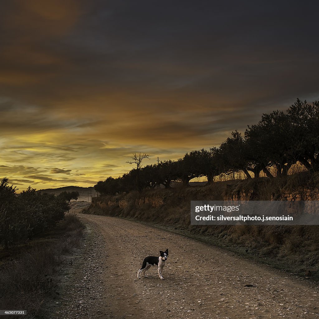 Sunrises with the dog