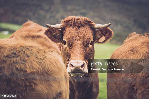 blonde calf - galicia stock pictures, royalty-free photos & images