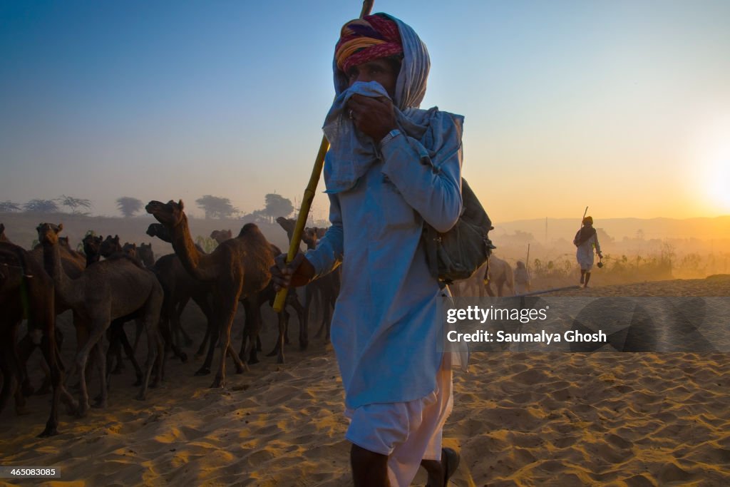 Camel owner and flock of camel