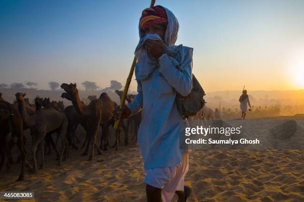Camel owner taking his flock of camel to the Pushkar fair ground at Rajasthat, India.
