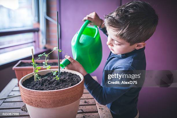 niño cuidado de planta - sembrar fotografías e imágenes de stock