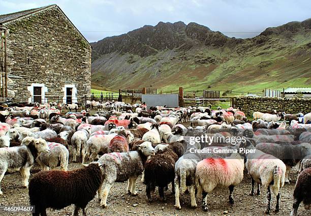 Sheep on a farm in Gatesgarth near Buttermere Lake with Haystacks in the background. Within the popular walking destination of the Lake District