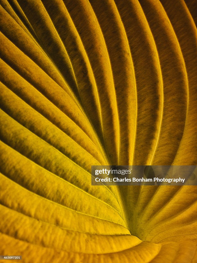 Hosta Leaf