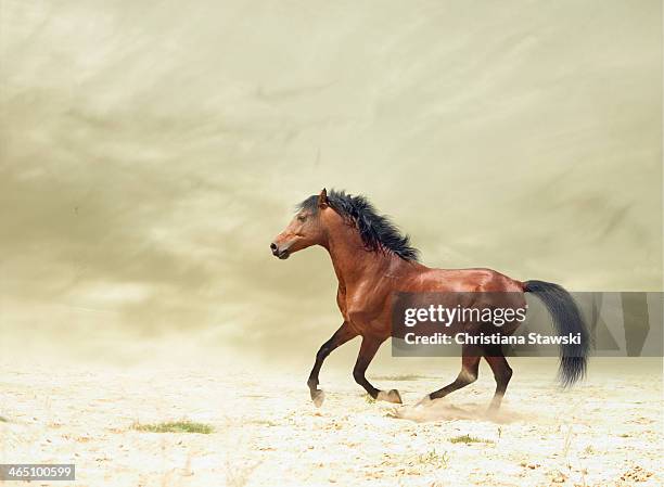 horse galloping - bay horse stockfoto's en -beelden